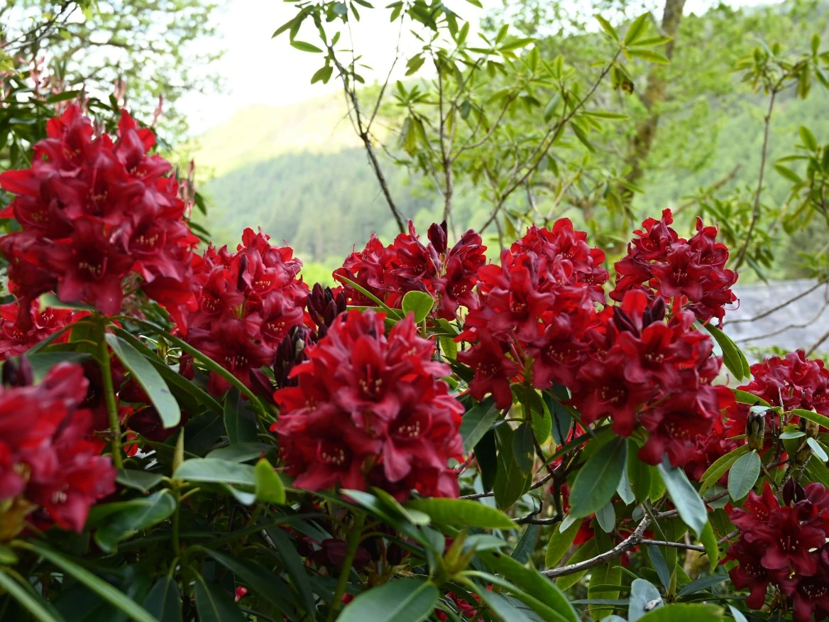 'Kluis Triumph'